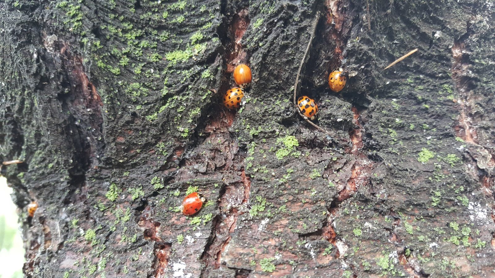 Asian Lady Beetles Spectrum Pest Control Home
